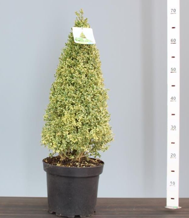 Buxus auriu piramida 0.50- 0.60 m / Buxus sempervirens „Elegans”/
