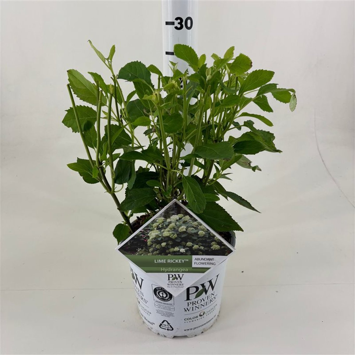 Hortensia "Lime Rickey" 0.20 - 0.30 m / Hydrangea arborescens "Lime Rickey"/ by gradina-noastra