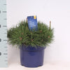 Pin Pitic Pumilio - /"Pinus Mugo Pumilio"/ by gradina-noastra