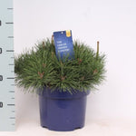 Pin Pitic Pumilio - /"Pinus Mugo Pumilio"/ by gradina-noastra