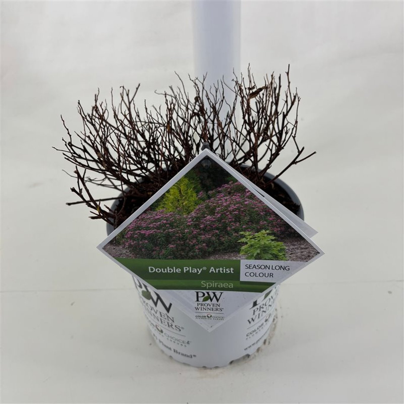 Spiraea japonica 'Double Play® Artist' / Cununita "Double Play® Artist" / - Gradina Noastra
