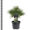 Pin strob / Pinus strobus/ by gradina-noastra