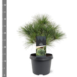 Pin strob / Pinus strobus/ by gradina-noastra