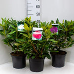 Rododendron diferite soiuri mix/buc/ Rhododendron hybrid mix/buc / - Gradina Noastra