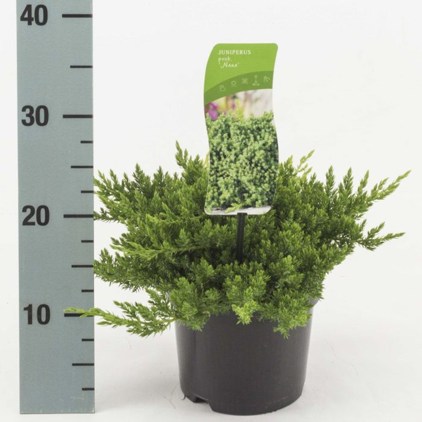 Ienupar acoperitor de sol pitic "Nana" / Juniperus procumbens "Nana"/ by gradina-noastra