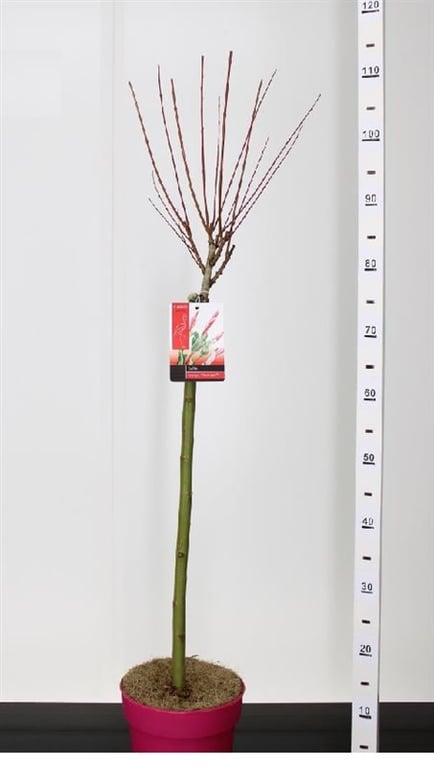 Salcie japoneza "Flamingo"  0.60 - 0.80 m / Salix integra "Flamingo"/