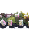 Iarba Grasă Mix/Buc - /Sedum Mix/ Covor Viu Suculent Rezistent by gradina-noastra