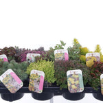 Iarba Grasă Mix/Buc - /Sedum Mix/ Covor Viu Suculent Rezistent by gradina-noastra