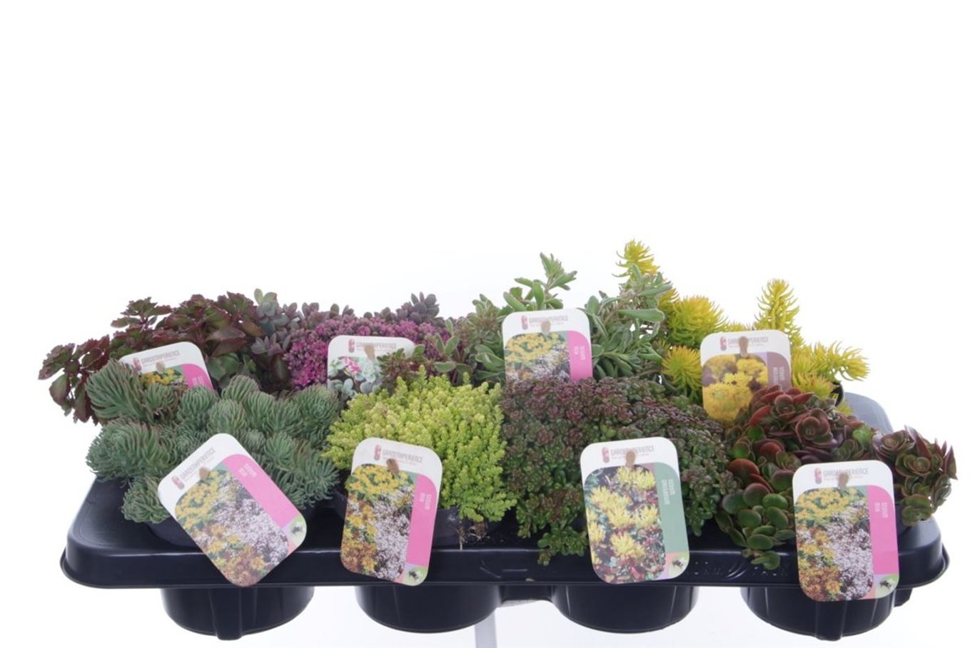 Iarba Grasă Mix/Buc - /Sedum Mix/ Covor Viu Suculent Rezistent by gradina-noastra
