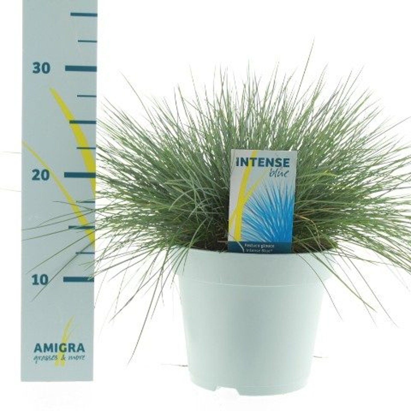 Iarbă Albastră "Intense Blue" - /Festuca Glauca "Intense Blue"/ by gradina-noastra