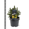 Molid norvegian "Tompa " / Picea abies 'Tompa'/ by gradina-noastra