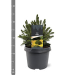 Molid norvegian "Tompa " / Picea abies 'Tompa'/ by gradina-noastra