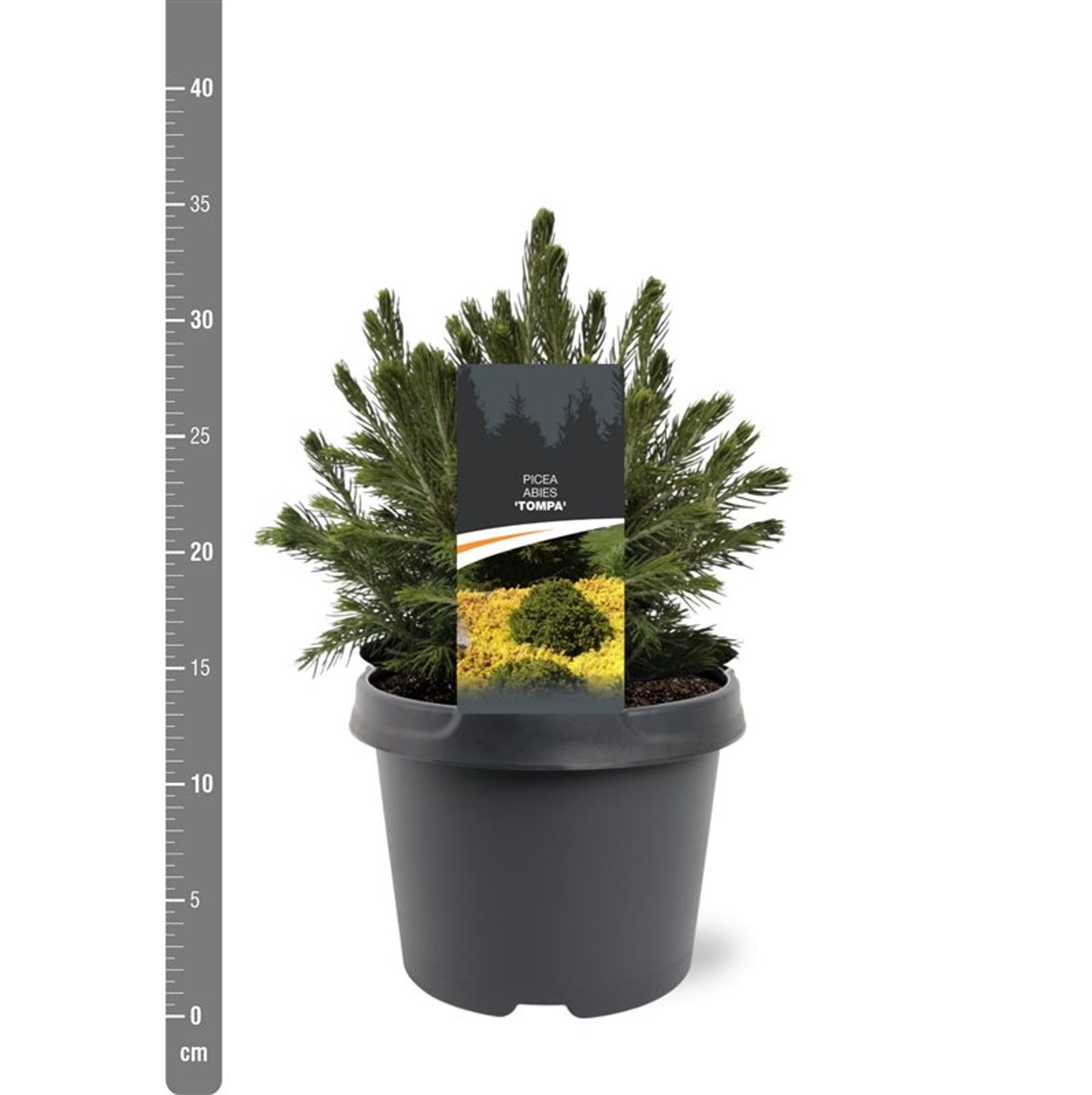 Molid norvegian "Tompa " / Picea abies 'Tompa'/ by gradina-noastra