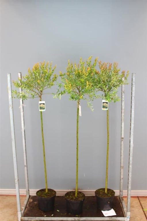 Salcie japoneza "Hakuro Nishiki"  1.30 - 1.50 m / Salix integra "Hakuro Nishiki"/