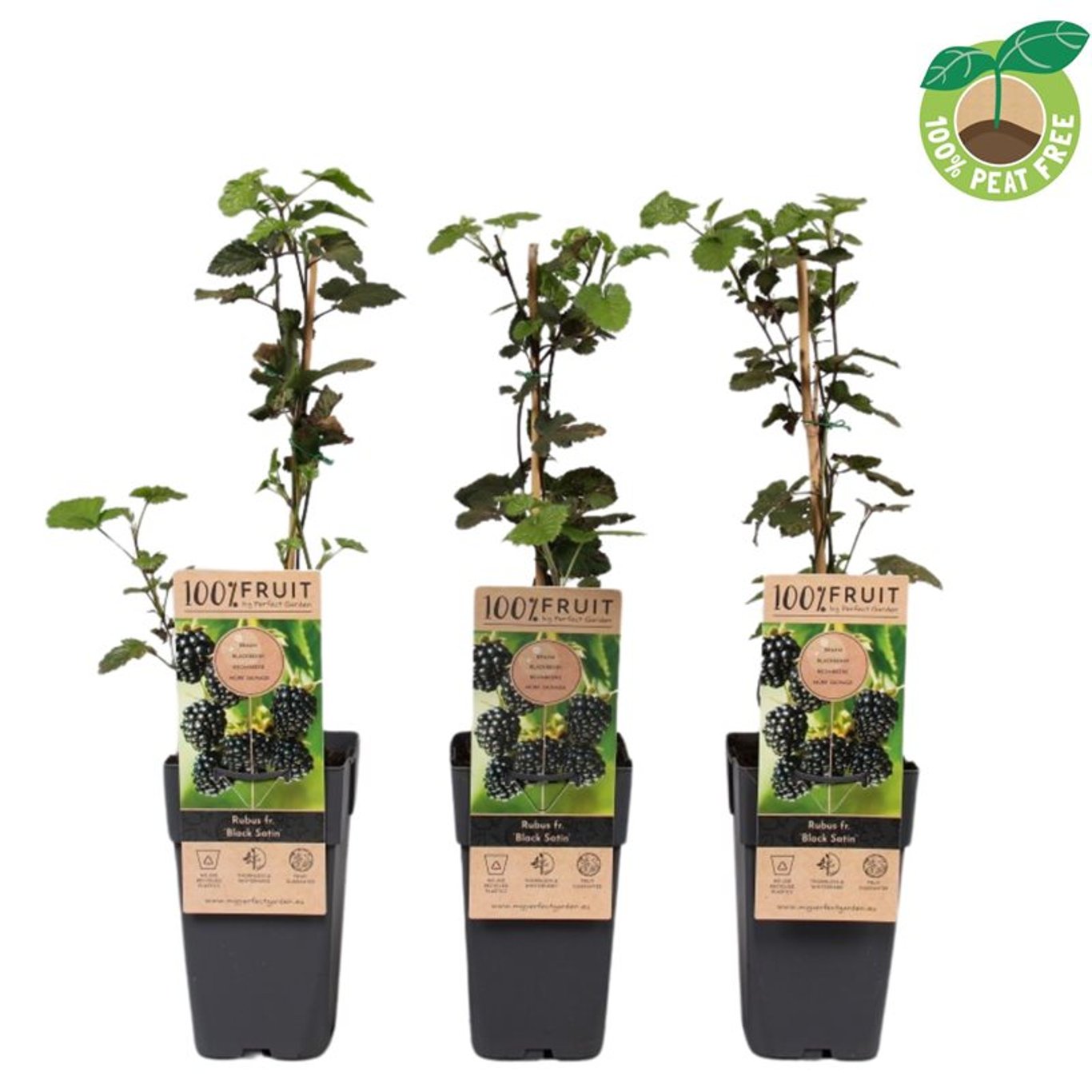 Mur 'Black Satin' / Rubus fr. 'Black Satin'/ - Gradina Noastra