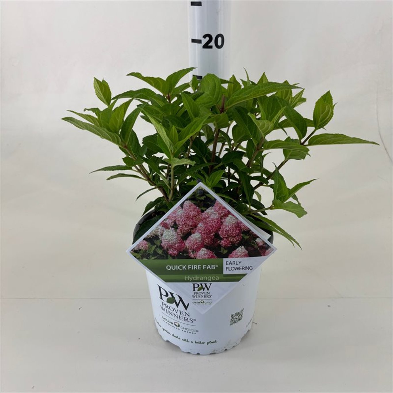 Hortensia paniculata "Quick Fire Fab"/ Hydrangea paniculata "Quick Fire Fab"/ by gradina-noastra