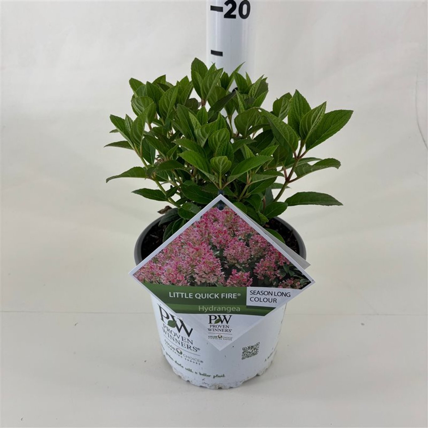 Hortensia paniculata "Little Quick Fire" / hydrangea paniculata "Little Quick Fire" / by gradina-noastra
