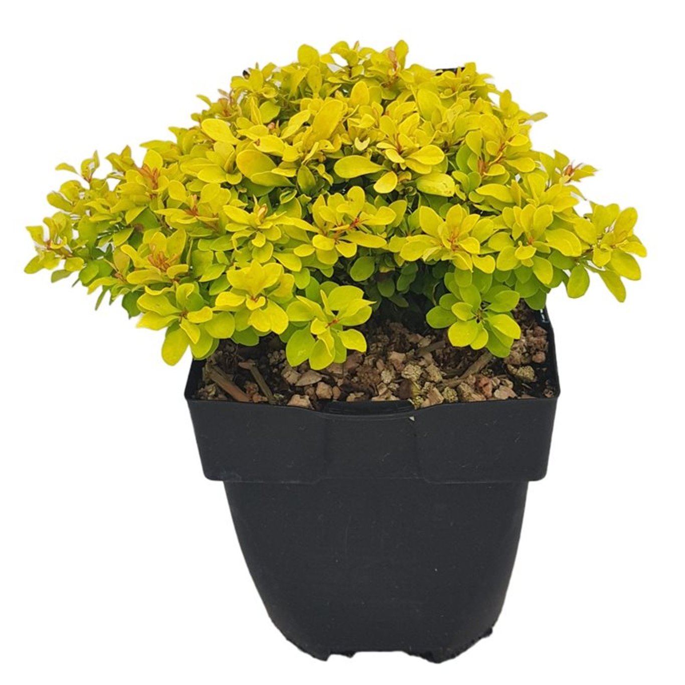 Dracila "Lime Star" galben / Berberis thunbergii "Lime Star"/ - Gradina Noastra