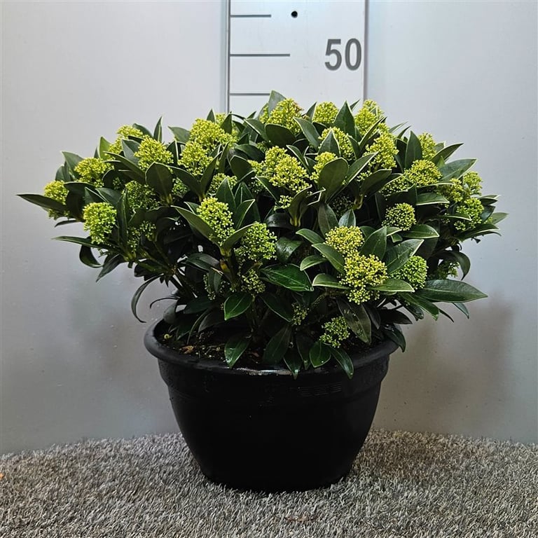Liliac japonez "White Dwarf" 0.40 - 0.50 m / Skimmia japonica "White Dwarf"/