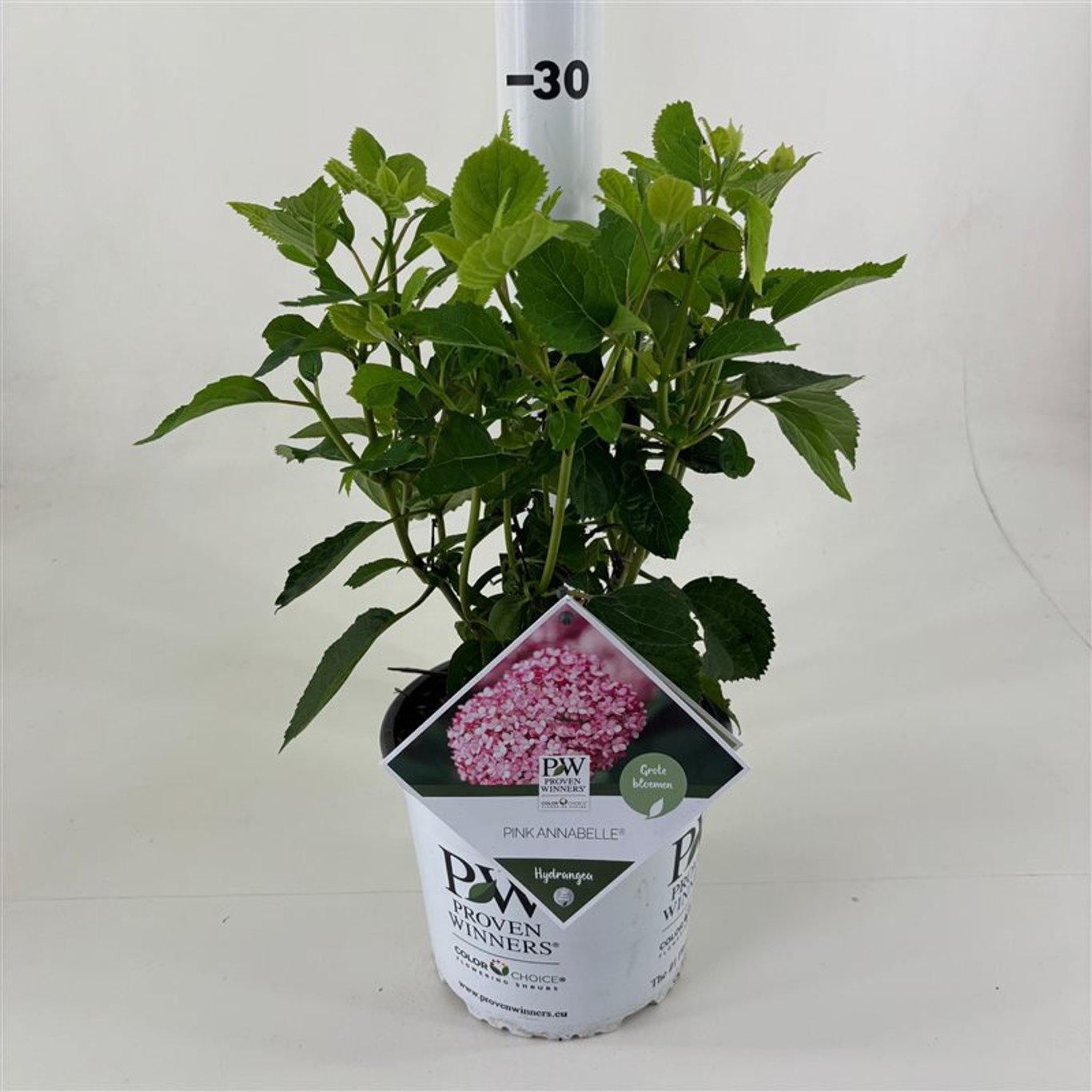 Hortensia "Pink Annabelle" 0.20 - 0.30 m / Hydrangea arborescens "Pink Annabelle"/ by gradina-noastra