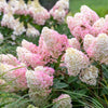 Hortensia paniculata "Quick Fire Fab"/ Hydrangea paniculata "Quick Fire Fab"/ by gradina-noastra