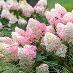 Hortensia paniculata "Quick Fire Fab"/ Hydrangea paniculata "Quick Fire Fab"/ by gradina-noastra