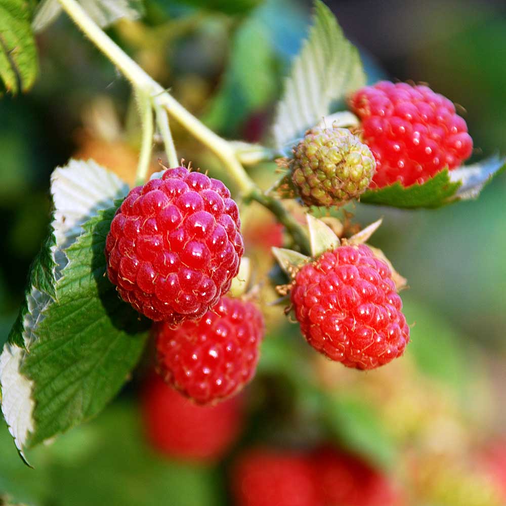 Zmeur "Zeva"  0.40 -0.50 m / Rubus idaeus "Zeva"" /