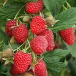 Zmeură "Ottawa"/ Rubus idaeus 'Ottawa' / - Gradina Noastra