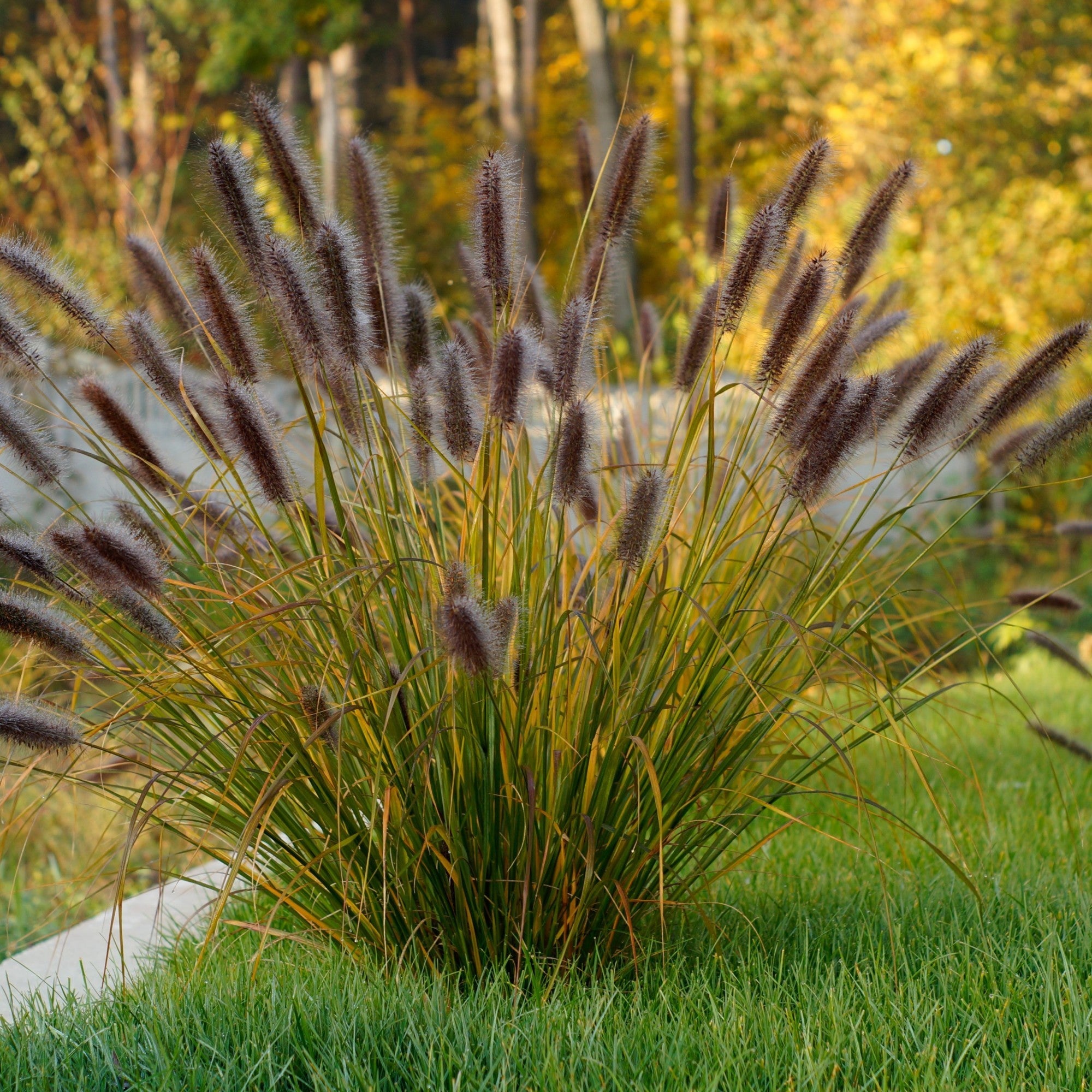 Pennisetum alopecuroides "Moudry" 0.10 - 0.20 m