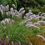 Pennisetum alopecuroides "Moudry" 0.10 - 0.20 m