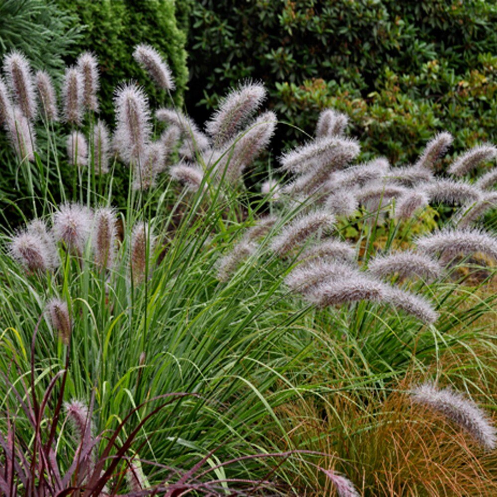 Pennisetum alopecuroides "Moudry" 0.10 - 0.20 m