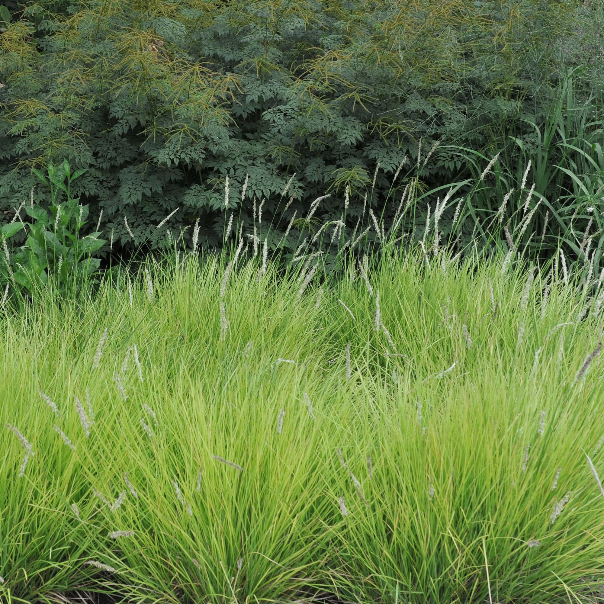 Sesleria autumnalis
