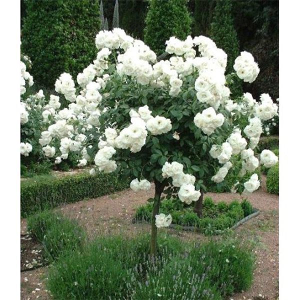 Trandafir pe picior "White Meilove" 1.20 - 1.30 m (Rosa "White Meilove")