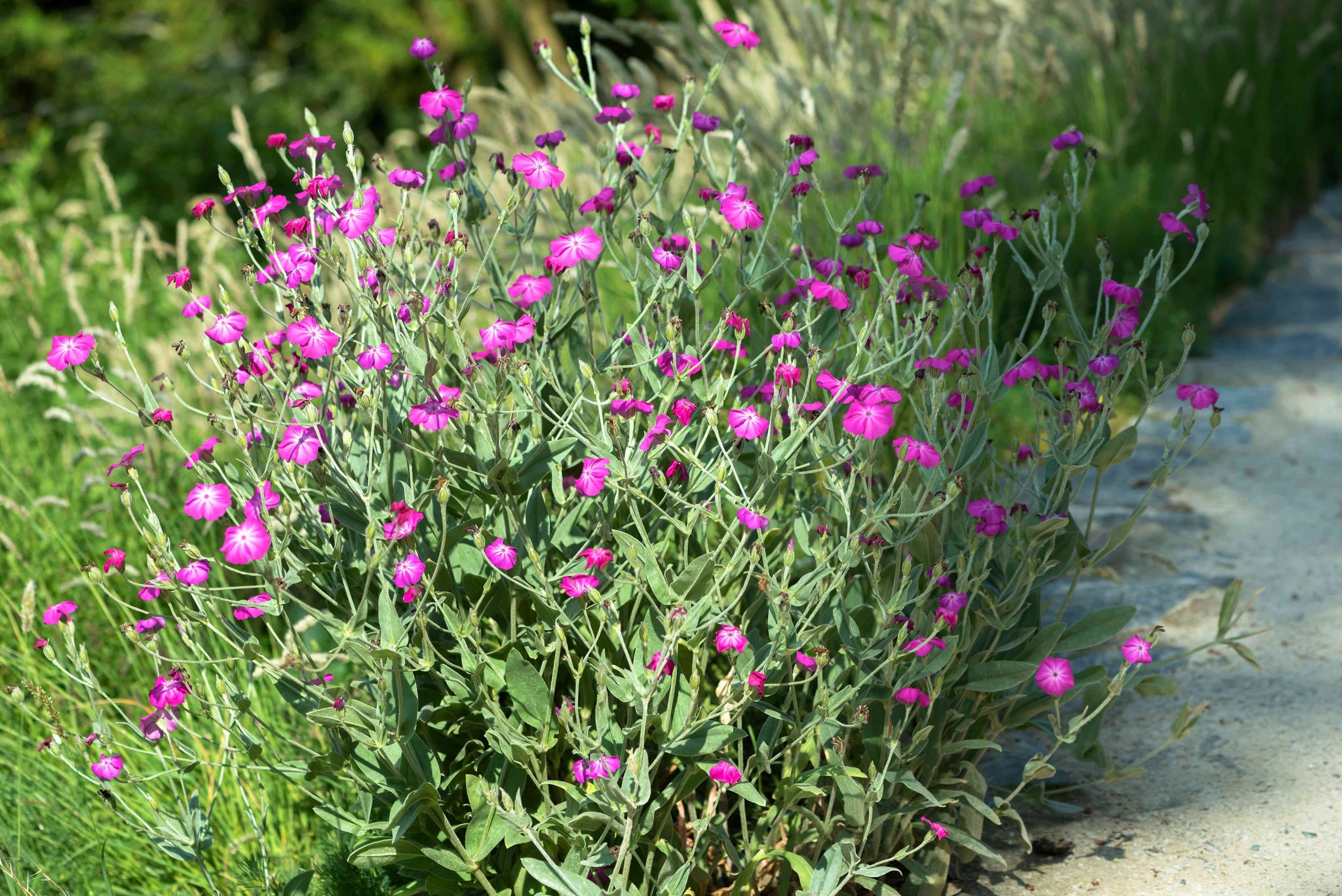Lychnis coronaria "Atrosanguinea"