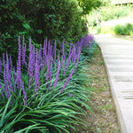 Liriope muscari "Moneymaker" 0.20 m