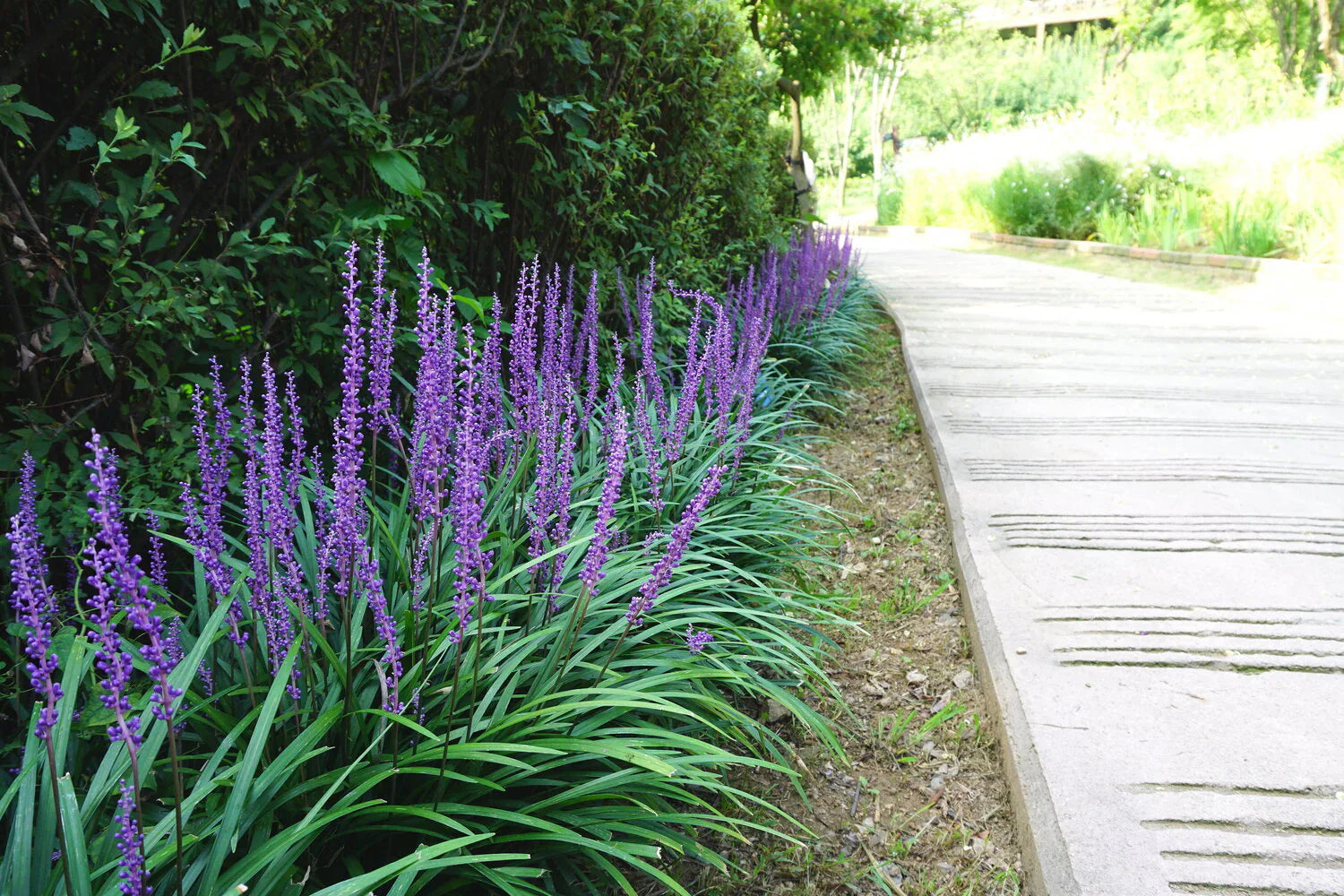 Liriope muscari "Moneymaker" 0.20 m