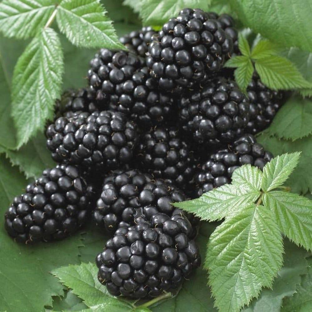 Mur 'Black Satin' / Rubus fr. 'Black Satin'/ - Gradina Noastra