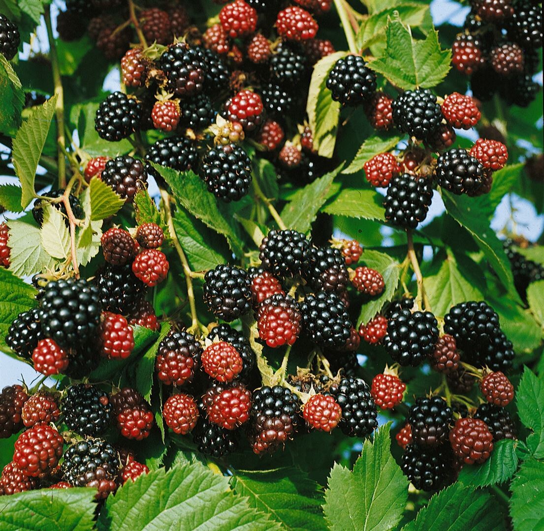 Mur 'Black Satin' / Rubus fr. 'Black Satin'/ - Gradina Noastra