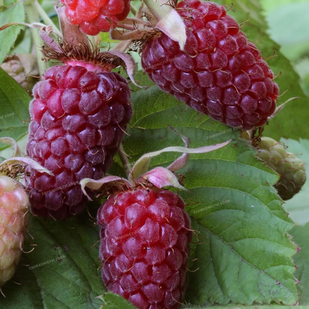 Zmeur "Tayberry"  0.40 -0.50 m / Rubus "Tayberry" /