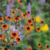 Rudbeckia triloba "Prairie Glow"