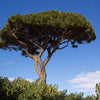 Pin mediteraneean  2.50  - 3.00 m / Pinus pinea /
