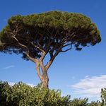 Pin mediteraneean  2.50  - 3.00 m / Pinus pinea /