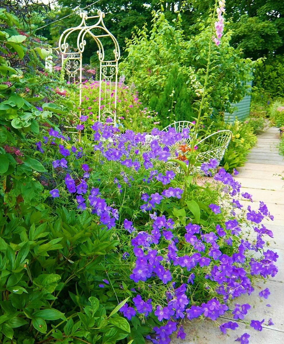 Geranium "Brookside"