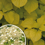 Hortensia cataratoare "Bright Side" / hydrangea anomala petiolaris "Bright Side" / by gradina-noastra