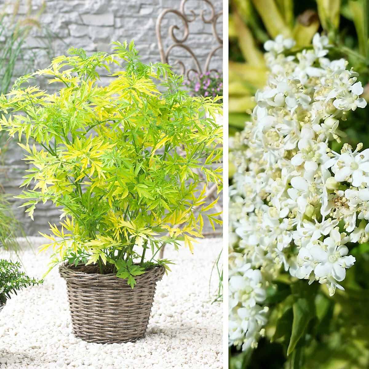 Soc Negru "Golde Tower" /Sambucus Nigra "Golde Tower" /Sambucus Nigra Arbust by gradina-noastra