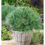Pin strob "Minima"/ Pinus strobus "Minima" - Gradina Noastra