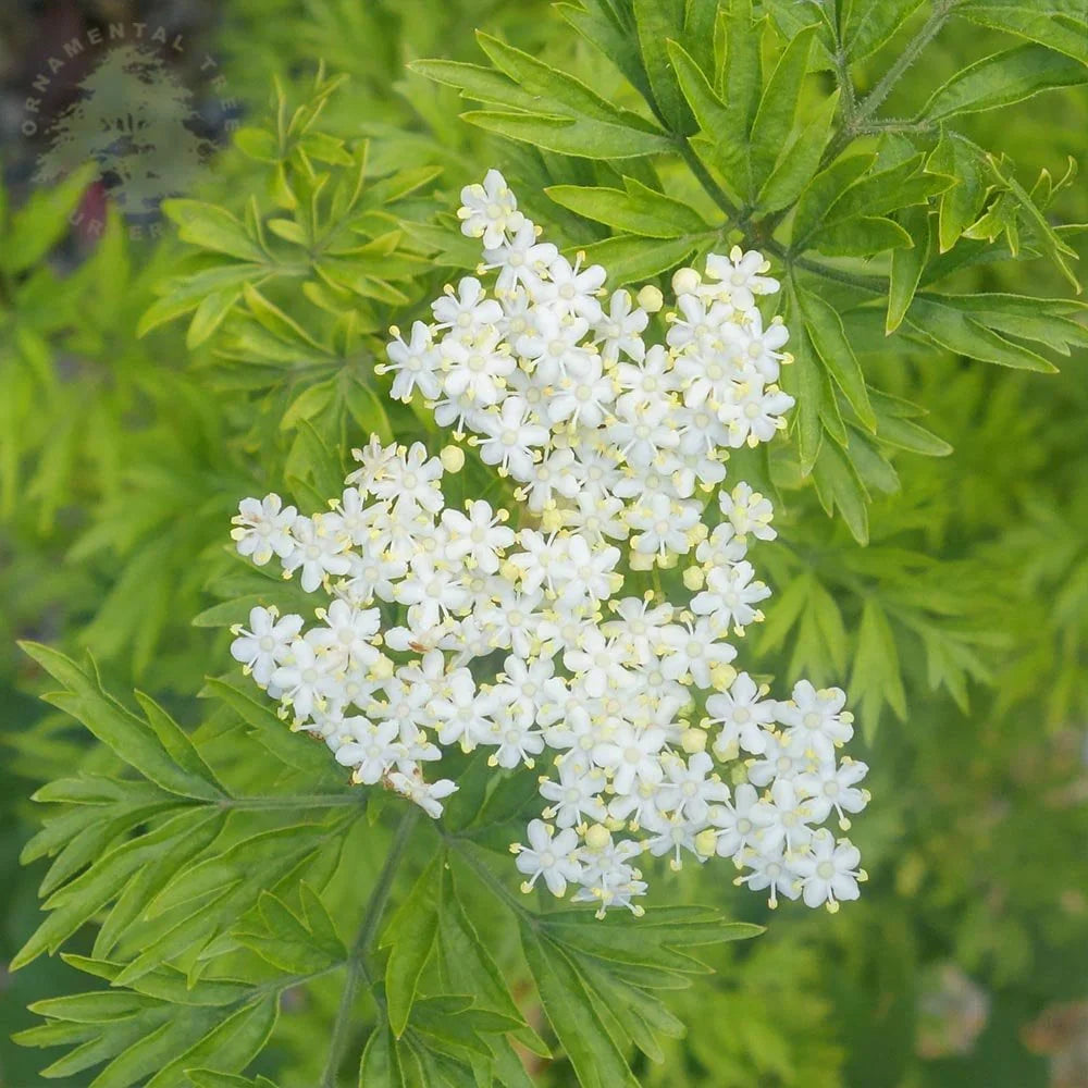 Soc Negru "Golde Tower" /Sambucus Nigra "Golde Tower" /Sambucus Nigra Arbust by gradina-noastra