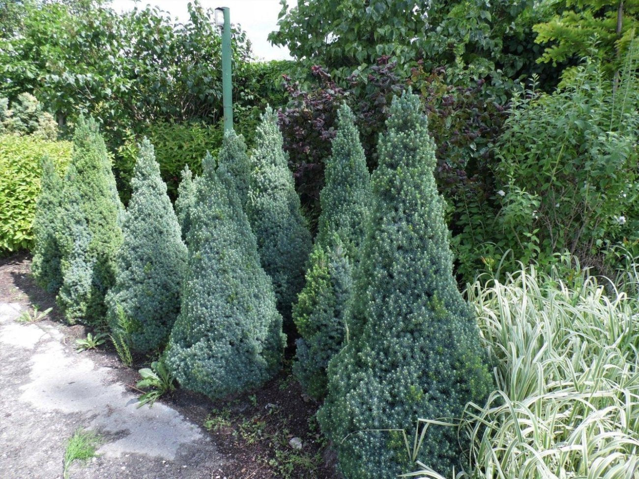 Molid alb "Sander's Blue" 0.40 - 0.50 m / Picea glauca "Sander's Blue"/