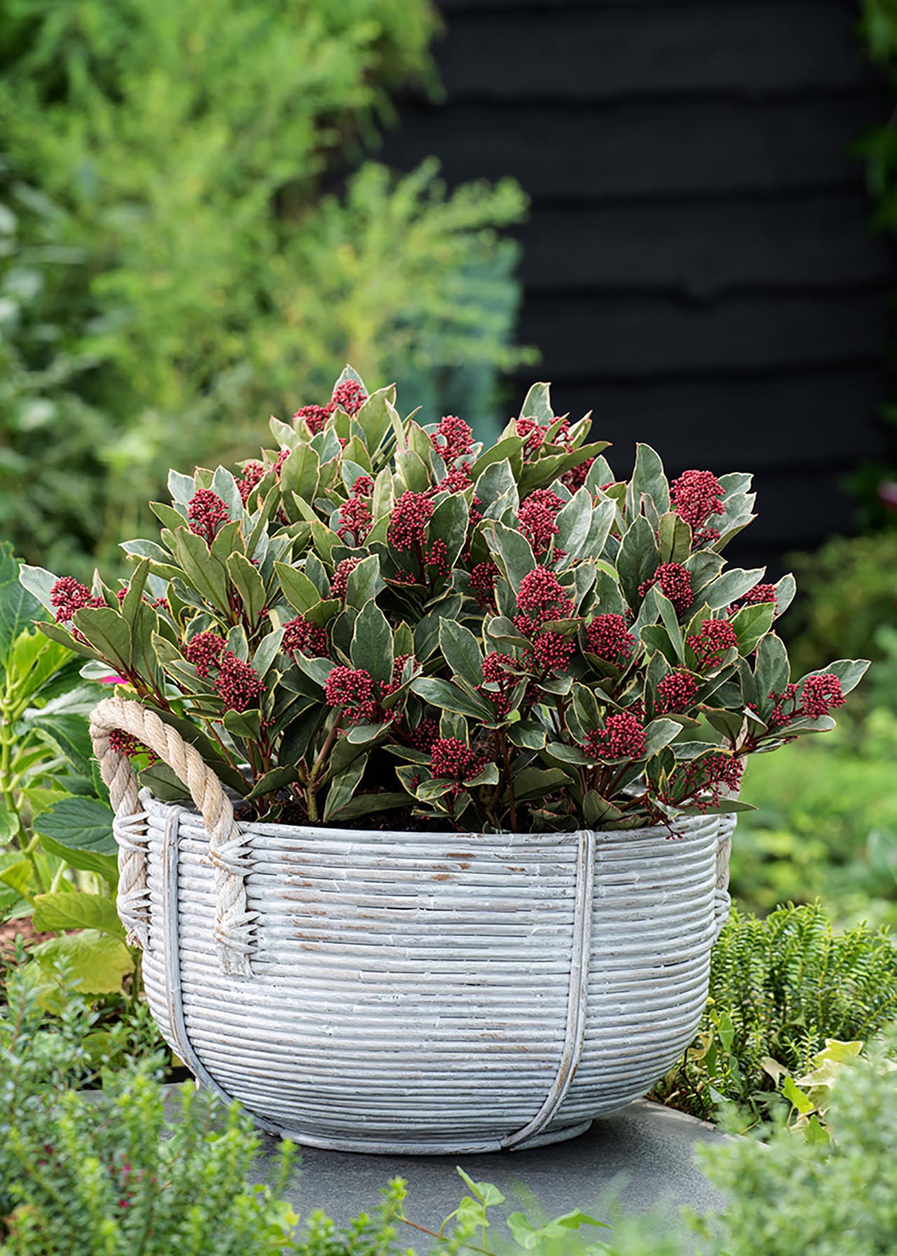 Liliac japonez "Perosa" / Skimmia japonica "Perosa"/ - Gradina Noastra
