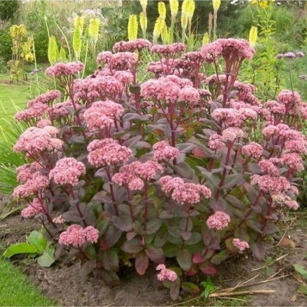 Iarba grasa "Matrona" 0.10 - 0.20 m / Sedum "Matrona"/